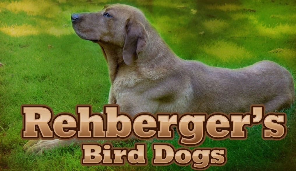 Minnesota Dog Breeder Dog Breeder, Puppies, Labrador